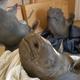 Image for article titled Humans Are the Worst: Western Black Rhinos Now Extinct